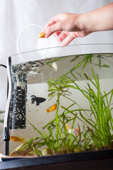 Changing water in aquarium