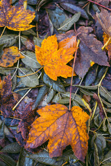 autumn leaves on the ground