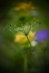 La beauté de la nature. Rencontre avec de magnifiques fleurs