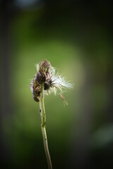 La beauté de la nature. Rencontre avec de magnifiques fleurs