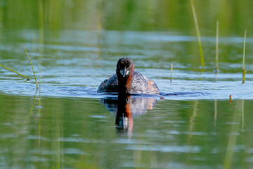 A little grebe swims on the lake's surface in a very contrasting backlight. Action photo of real wildlife. Little Grebe, Tachybaptus ruficollis 