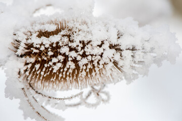 hoarfrost on leaves at cold winter day