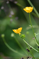La beauté de la nature. Rencontre avec de magnifiques fleurs © Vavali