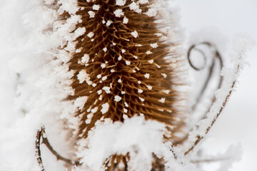 hoarfrost on leaves at cold winter day