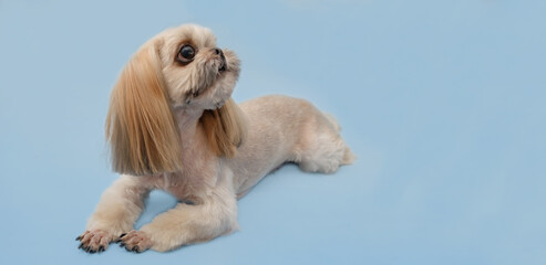 Shih Tzu lies on an isolated blue background after grooming procedures.