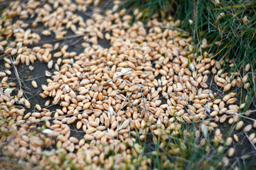 Obraz premium wheat grain scattered on the ground