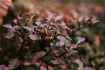 gold wedding rings hanging on a bush branch