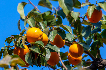 Ripe orange persimmons on the persimmon tree