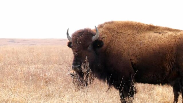 Wild American bison, Bison bison, turns his head to look at the camera and brushes agains the tall grass of the prairie where he is standing. Hand held clip in winter, with overcast cloudy sky.