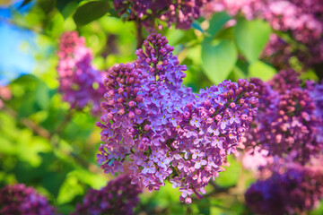 Lilac on a background of green leaves
