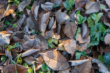 autumn leaves on the ground