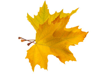  autumn leaves isolated