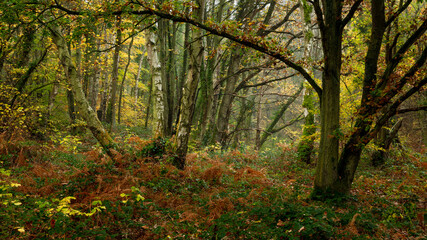 Autumn woodland landscape. Plessey Woods in the county of Northumberland, England, UK.
