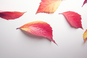 Autumn maple leaf isolated on white background