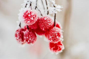 frozen red berries with hoarfrost at cold winter day