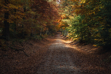 Obraz premium Wanderweg durch den Wald