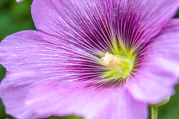 Obraz na płótnie Canvas Mallow flower in nature. Close-up.