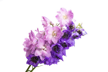 delphinium flower isolated