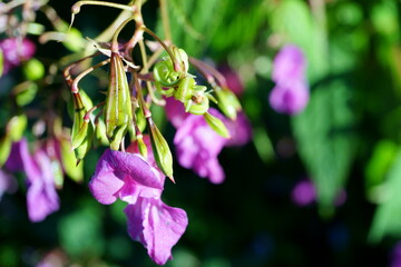 Macro photography of pink kiss-me-on-the-mountain (impatiens glandulifera flowers) with copy space