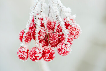 frozen red berries with hoarfrost at cold winter day