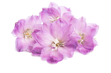 delphinium flower isolated