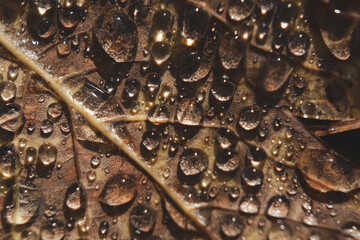 Macro dew on the leaf