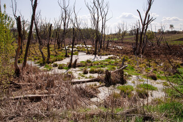 the river in the woods