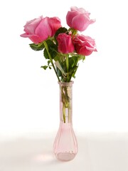 beautiful fresh wet pink rose close up isolated