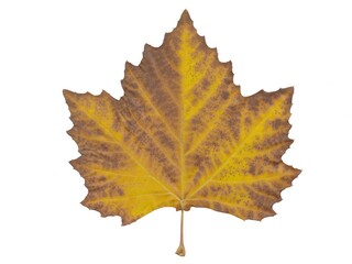 arrangement of multicolor various leaves in autumn isolated