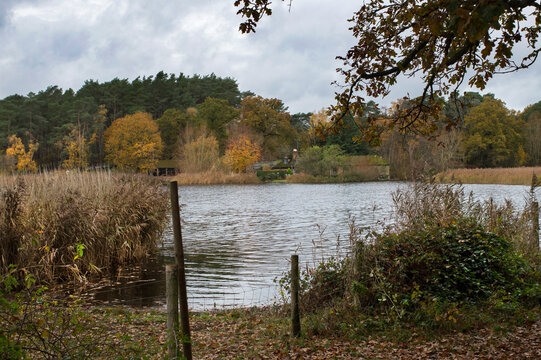 Looking across Frensham little pond