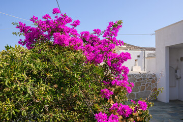 Blooming bougainvillea flowers on street in the town of Chora on the island of Folegandros. Cyclades, Greece