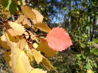 Aspen leaf