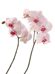 pretty purple and pink flower of orchid Phalaenopsis isolated close up