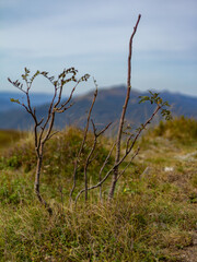 Bieszczadzka roślinność - Bukowe Bredo 
