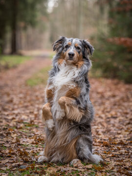 Australian shepperd 