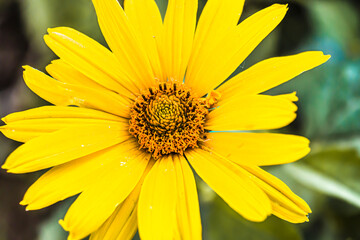 Yellow heliopsis flower in the garden in the shade. Close-up.