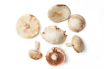 Wild Foraged Mushroom selection isolated on white background, with shadow.