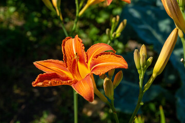 Obraz premium Gaillardia flowers closeup. Sammer sunshin day. saturated flower on a background of green grass
