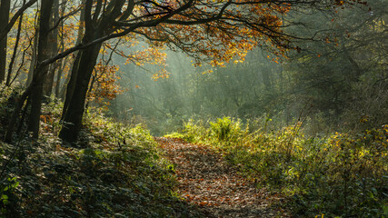 Obraz premium Autumn, Fall, woodland landscape in North East Engalnd, UK.