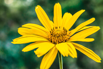Yellow heliopsis flower in the garden in the shade. Close-up.