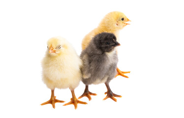 little chickens isolated