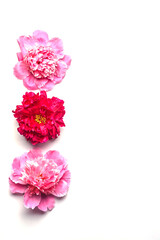 blooming pink peonies on a white background