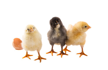 little chickens isolated