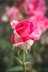 Colorful, beautiful, delicate rose with drops in the garden