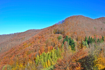 Fototapeta na wymiar The mountain autumn landscape with colorful forest. Beautiful orange and red autumn forest, many trees on the orange hills.