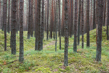 Natural landscape with pine forest in the coastal area of the Baltic Sea in Latvia