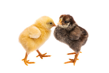 little chickens isolated