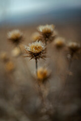 Fototapeta na wymiar close up dry thistle plant growing in the autumn field with bokeh. autumn background with Soft selective focus