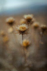 close up dry thistle plant growing in the autumn field with bokeh. autumn background with Soft selective focus