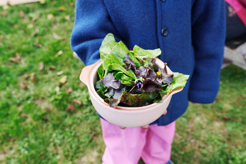 Salad Leaf Mix Held in Bowl Outdoors
